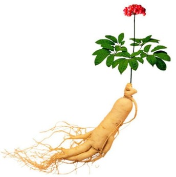 Ginseng root, composed of Xtrazex(1)