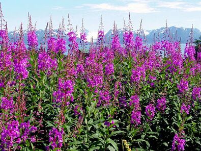 Fireweed positively affecting men's health