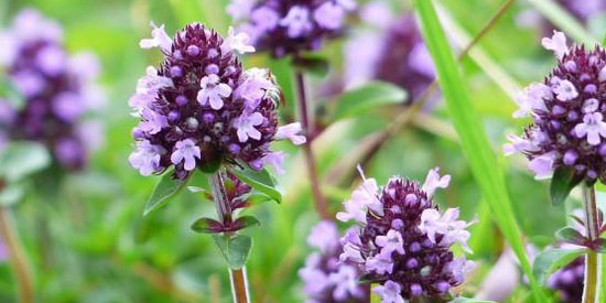 Thyme strengthens the sexual power of a man